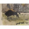 Gravure "Troupeau de bisons" signée HAINARD