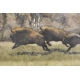 Gravure "Troupeau de bisons" signée HAINARD