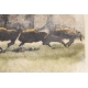 Gravure "Troupeau de bisons" signée HAINARD