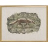 Lithographie "Renard" signée C. STERN 90