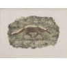 Lithographie "Renard" signée C. STERN 90