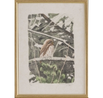 Lithographie "Chouette" signée C. STERN