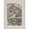 Lithographie "Chouette" signée C. STERN