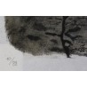 Lithographie "Sangliers" signée C. STERN 92