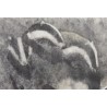 Gravure "Jeux de blaireaux" signé Robert HAINARD