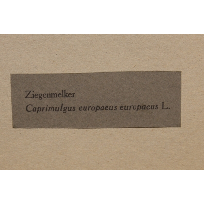 Reproduction d'une lithographie "Engoulevent"