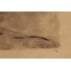 Gravure "Grand Coq" signée Robert HAINARD