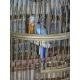 Cage à oiseaux en fer doré avec perroquet