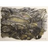Gravure "Chevaines" signée Robert HAINARD