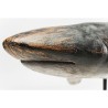Requin en résine sur une base en métal noir