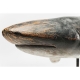 Requin en résine sur une base en métal noir