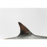 Requin en résine sur une base en métal noir