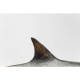 Requin en résine sur une base en métal noir