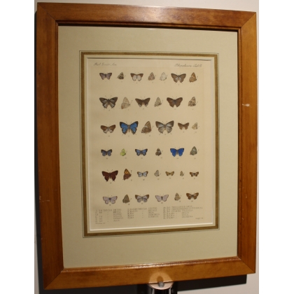 Engraving of Butterflies by W. PURKISS