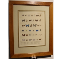 Gravure Papillons par W. PURKISS