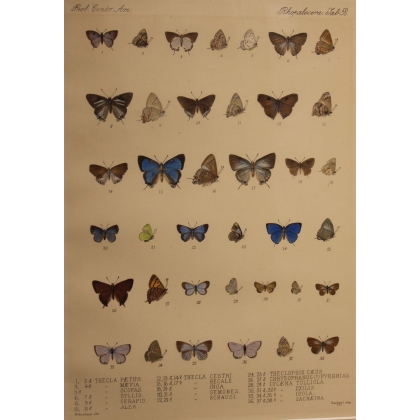 Gravure Papillons par W. PURKISS