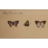 Gravure Papillons par W. PURKISS