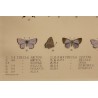 Gravure Papillons par W. PURKISS
