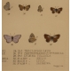 Gravure Papillons par W. PURKISS