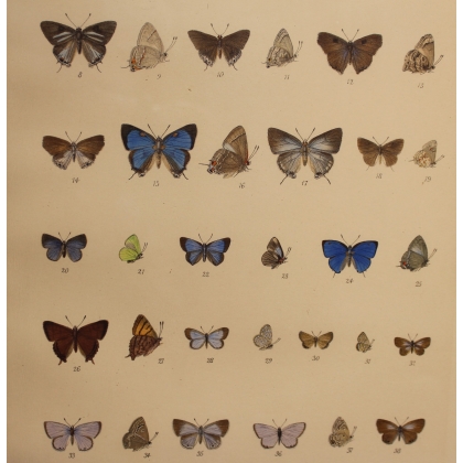 Gravure Papillons par W. PURKISS