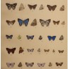 Gravure Papillons par W. PURKISS