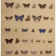 Gravure Papillons par W. PURKISS