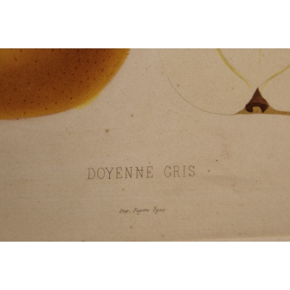 Gravure Poire par GALLAND