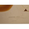 Gravure Poire par GALLAND