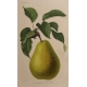 Gravure Poire par RIOCREUX