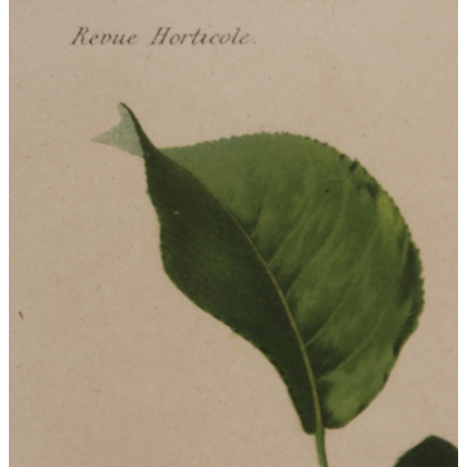 Gravure Poire par RIOCREUX