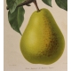 Gravure Poire par RIOCREUX