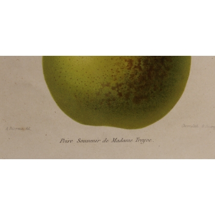 Gravure Poire par RIOCREUX