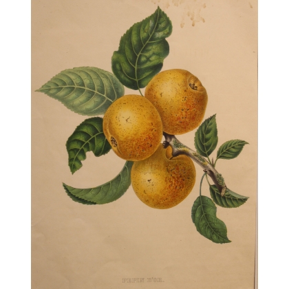 Gravure Pépin d'Or