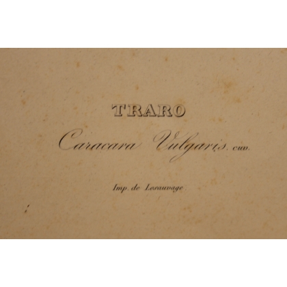 Gravure Traro par PRÉVOST