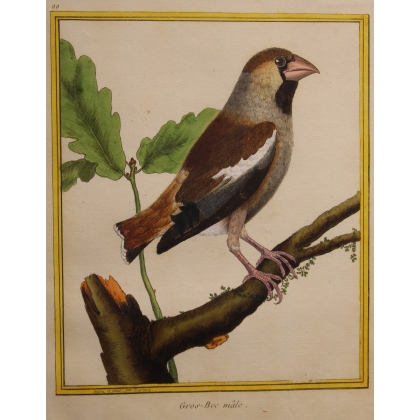 Gravure Gros-Bec mâle par MARTINET