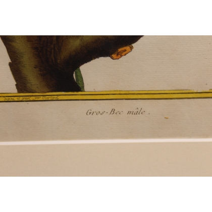 Gravure Gros-Bec mâle par MARTINET