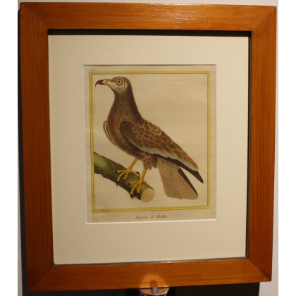 Engraving of ‘The Vulture of Malthe’ by MARTINET