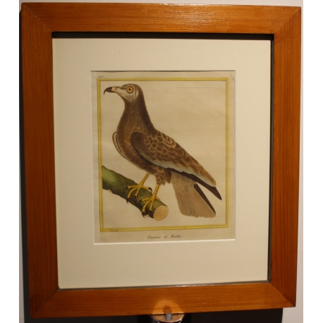 Engraving of ‘The Vulture of Malthe’ by MARTINET
