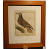 Engraving of ‘The Vulture of Malthe’ by MARTINET