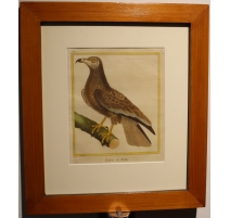 Gravure Vautour de Malthe par MARTINET