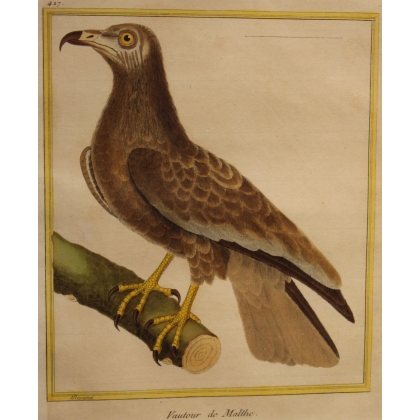 Engraving of ‘The Vulture of Malthe’ by MARTINET