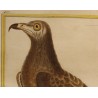 Engraving of ‘The Vulture of Malthe’ by MARTINET