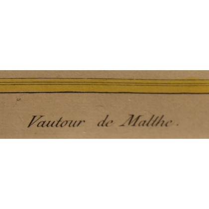 Engraving of ‘The Vulture of Malthe’ by MARTINET