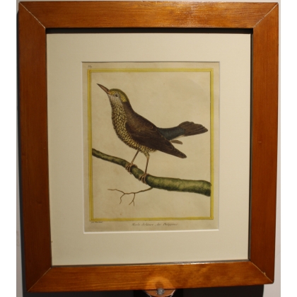 Engraving: *The Lonely Blackbird* by MARTINET