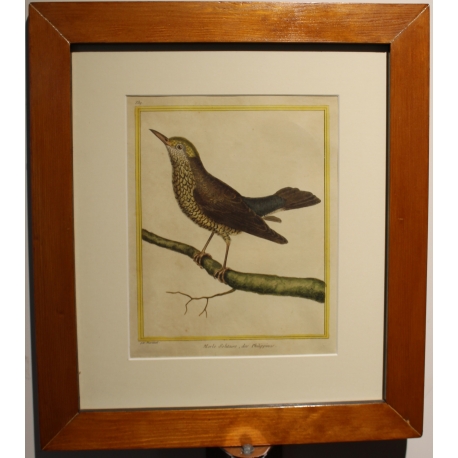 Engraving: *The Lonely Blackbird* by MARTINET
