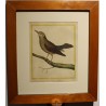 Engraving: *The Lonely Blackbird* by MARTINET