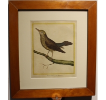Gravure Merle Solitaire par MARTINET