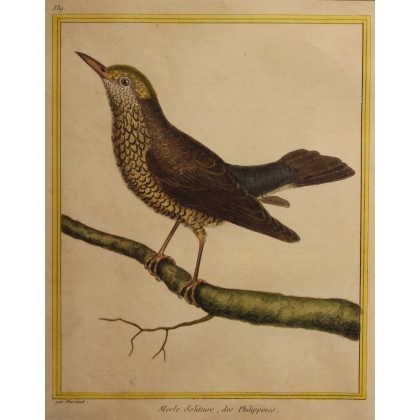 Engraving: *The Lonely Blackbird* by MARTINET