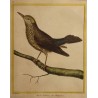 Engraving: *The Lonely Blackbird* by MARTINET