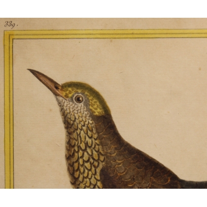 Engraving: *The Lonely Blackbird* by MARTINET